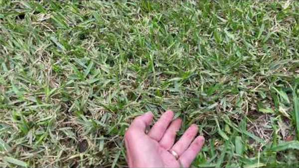 Close-up of a lawn showing patchy turfgrass with brown and green blades. A hand lifts the grass to inspect thinning areas and overall lawn health.
